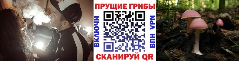 хочу Мыски Галлюциногенные грибы Cubensis